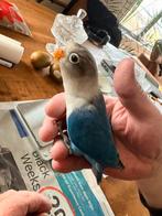 Te koop agapornis fischerie baby’s, Dieren en Toebehoren, Meerdere dieren, Dwergpapegaai of Agapornis, Geringd