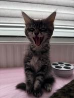 Maine coon poes, Dieren en Toebehoren, Katten en Kittens | Raskatten | Langhaar, Poes, Ontwormd, 0 tot 2 jaar