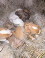 Nu te reserveren: 7 raszuivere MiniLop konijntjes., Dieren en Toebehoren, Geslacht onbekend, Dwerg