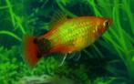 Hobbyaquarium Platy Mickey Gold AKTIE 4=€ 10,00, Vis, Zoetwatervis, Schoolvis
