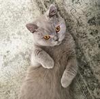 Britse Korthaar lilac zoekt een nieuw baasje, Dieren en Toebehoren, Katten en Kittens | Raskatten | Korthaar, 6 jaar of ouder