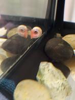 Posthoorn slakken, Dieren en Toebehoren, Slak of Weekdier