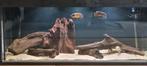 Aquarium incl inhoud, Dieren en Toebehoren, Vis