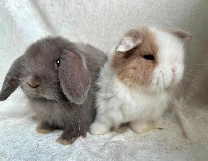Zeldzaam mooi en super lief koppeltje Minilop konijntjes, Dieren en Toebehoren, Konijnen, Klein, Meerdere dieren, 0 tot 2 jaar