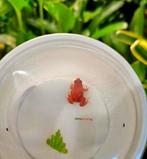Mantella aurantica & viridis nakweek !, Amfibie, 0 tot 2 jaar