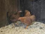 3 Jonge Hennen, Wyandotte, Dieren en Toebehoren, Pluimvee, Vrouwelijk, Kip