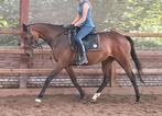 Superbrave 6 jr +5 jr allrounder (recreatie-manege-sport), Dieren en Toebehoren, Paarden, Merrie, B, Gechipt, 3 tot 6 jaar