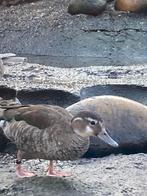 Roodschouder taling, Dieren en Toebehoren, Pluimvee, Meerdere dieren, Eend