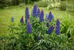 Lupinus perennis – Wilde lupine, Bio, Overige soorten, Volle zon, Vaste plant, Ophalen of Verzenden
