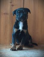 Pitbull/rottweiler pups, Parvo, 8 tot 15 weken, Meerdere, Meerdere dieren