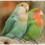 𝗚𝗲𝘇𝗼𝗰𝗵𝘁! Agapornis Roseicollis pop, Dieren en Toebehoren, Vogels | Parkieten en Papegaaien, Vrouwelijk, Dwergpapegaai of Agapornis