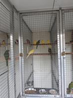 turquoisine wildkleur roodbuik, Dieren en Toebehoren, Meerdere dieren, Parkiet, Geringd