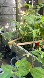 Moestuin stekjes tomaat peper, Tuin en Terras, Planten | Tuinplanten, Ophalen, Groenteplanten, Eenjarig, Halfschaduw