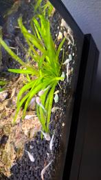 Albino ancistrus babys 2/3 cm, Dieren en Toebehoren, Vissen | Aquariumvissen, Vis