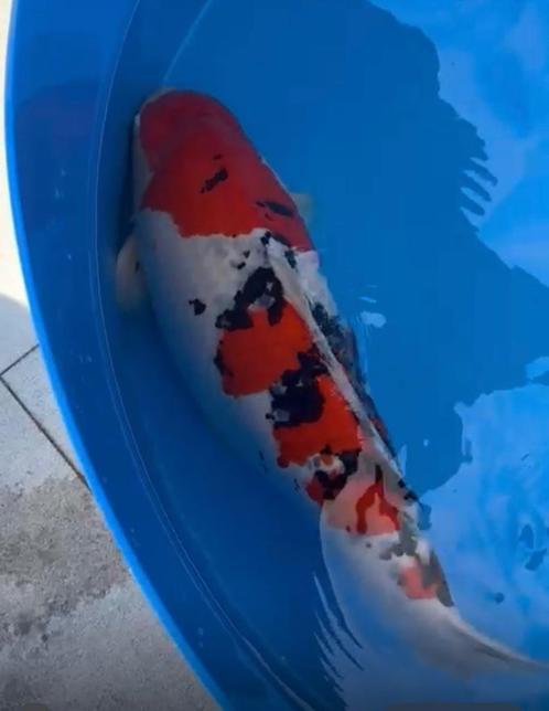 eerste 2 foto’s verkocht! Wie komt voor de rest kijken?, Dieren en Toebehoren, Vissen | Vijvervissen, Karper of Koi