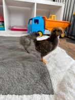 Wyandotte kuikens te koop, Dieren en Toebehoren, Pluimvee, Meerdere dieren, Kip