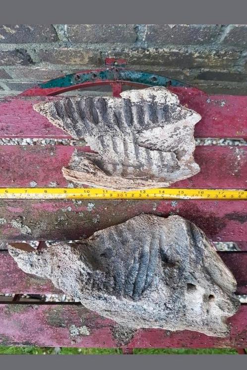Kaak kaken bot Mammoet mammuthus Pleistoceen wolharig, Verzamelen, Mineralen en Fossielen, Fossiel, Ophalen of Verzenden