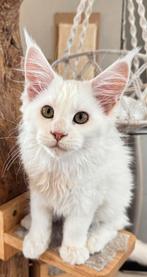 Maine coon kitten met stamboom, Dieren en Toebehoren, Poes, Gechipt, 0 tot 2 jaar
