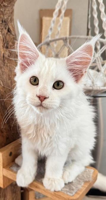 Maine coon kitten met stamboom beschikbaar voor biedingen