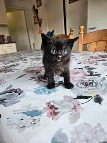 Hele mooie poesjes en kittens beschikbaar voor biedingen