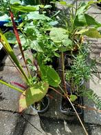 9 planten 12 euro, Tuin en Terras, Planten | Tuinplanten, Ophalen, Zomer, Siergrassen, Halfschaduw