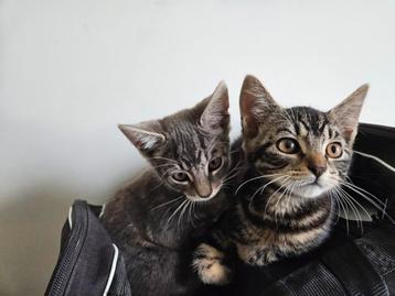  kitten  poes kat lichtgrijs beschikbaar voor biedingen