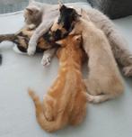 Mooie en lieve britse korthaar/europese korthaar kittens, Dieren en Toebehoren, Meerdere dieren, 0 tot 2 jaar