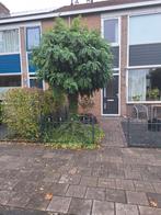 Bolacacia boom, Tuin en Terras, Ophalen, Volle zon, Overige soorten, 100 tot 250 cm
