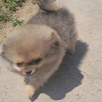 prachtige mini pomeriaan pup, Dieren en Toebehoren, Honden | Poolhonden, Keeshonden en Oertypen, Particulier, 15 weken tot 1 jaar