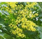 Koelreuteria panuculata - zeepboom- plant - boom, Zomer, Overige soorten, Volle zon, Ophalen