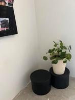 Pannenkoeken plant in stenen pot, Overige soorten, In pot, Minder dan 100 cm, Groene kamerplant