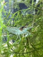 Neocaridina garnalen 40 stuks voor €15,-, Kreeft, Krab of Garnaal, Zoetwatervis