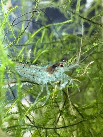 Neocaridina garnalen 40 stuks voor €15,- beschikbaar voor biedingen