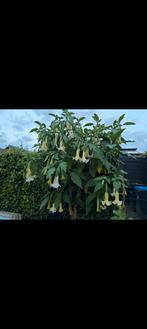 Grote brugmansia dubbel wit, Overige soorten, 100 tot 250 cm, Zomer, Ophalen
