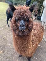 Alpaca hengst, Dieren en Toebehoren, Schapen, Geiten en Varkens, Schaap, Mannelijk, 0 tot 2 jaar