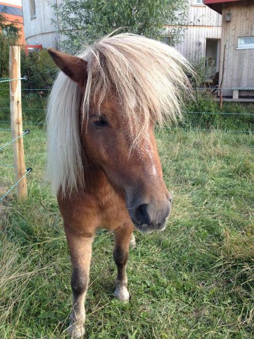 Verzorger/bijrijder gezocht, Dieren en Toebehoren, Paarden en Pony's | Verzorgingsproducten, Ophalen