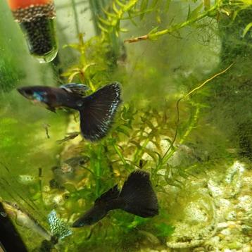 Mooie Baby Guppys en Gratis Helena slakjes prijs nader overe beschikbaar voor biedingen