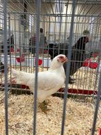 Broedeieren indische vechtkriel wit, Geslacht onbekend, Kip