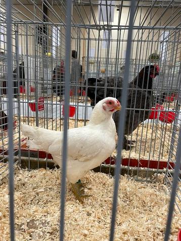 Broedeieren indische vechtkriel wit beschikbaar voor biedingen