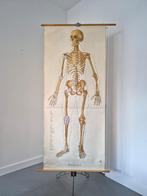Mooie vintage schoolkaart van een skelet, Ophalen of Verzenden, Natuur en Biologie