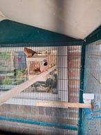 Een koppeltje spitstaartamedines, Dieren en Toebehoren, Vogels | Parkieten en Papegaaien, Meerdere dieren, Parkiet, Geringd