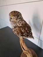 taxidermie opgezette steenuil, Ophalen of Verzenden, Vogel, Opgezet dier