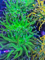 Euphyllia Blue Berry zeeaquarium koraal stekken zeewater, Ophalen of Verzenden, Nieuw, Gevuld zeewateraquarium