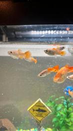 Guppies, Dieren en Toebehoren, Vissen | Aquariumvissen, Vis
