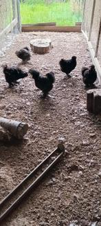 4 zwarte zijdehoender hennen en 1 haan., Dieren en Toebehoren, Pluimvee, Meerdere dieren, Kip