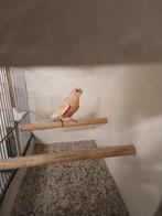 Bourke, Dieren en Toebehoren, Vogels | Parkieten en Papegaaien, Mannelijk, Parkiet, Geringd