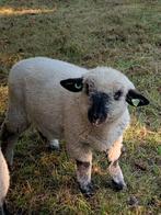 Hampshire Down ramlam, Dieren en Toebehoren, Schapen, Geiten en Varkens, Mannelijk, Schaap, 0 tot 2 jaar