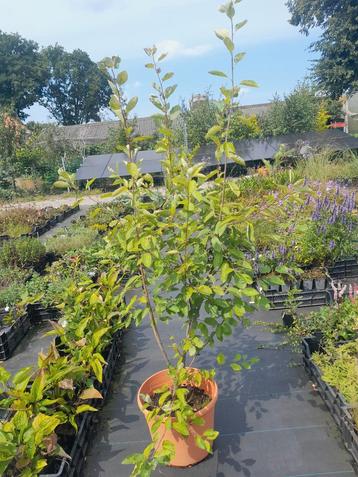 Krentenboom Meerstammig - Amelanchier Lamarckii beschikbaar voor biedingen