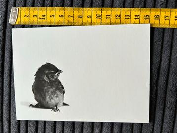 133. Kaart vogeltje Hans Dehe Musje beschikbaar voor biedingen