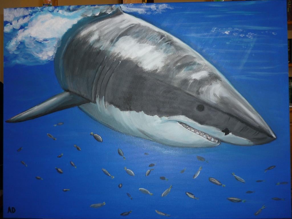 Haai, Ophalen of Verzenden